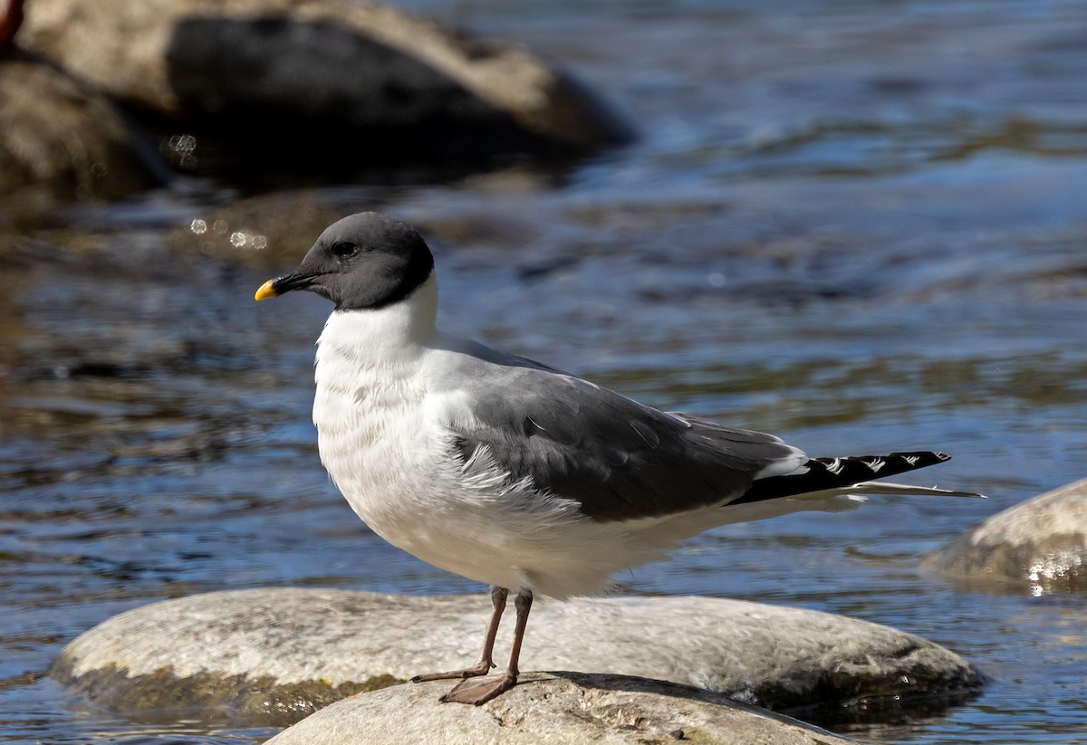 Sabine's Gull - ML623782127