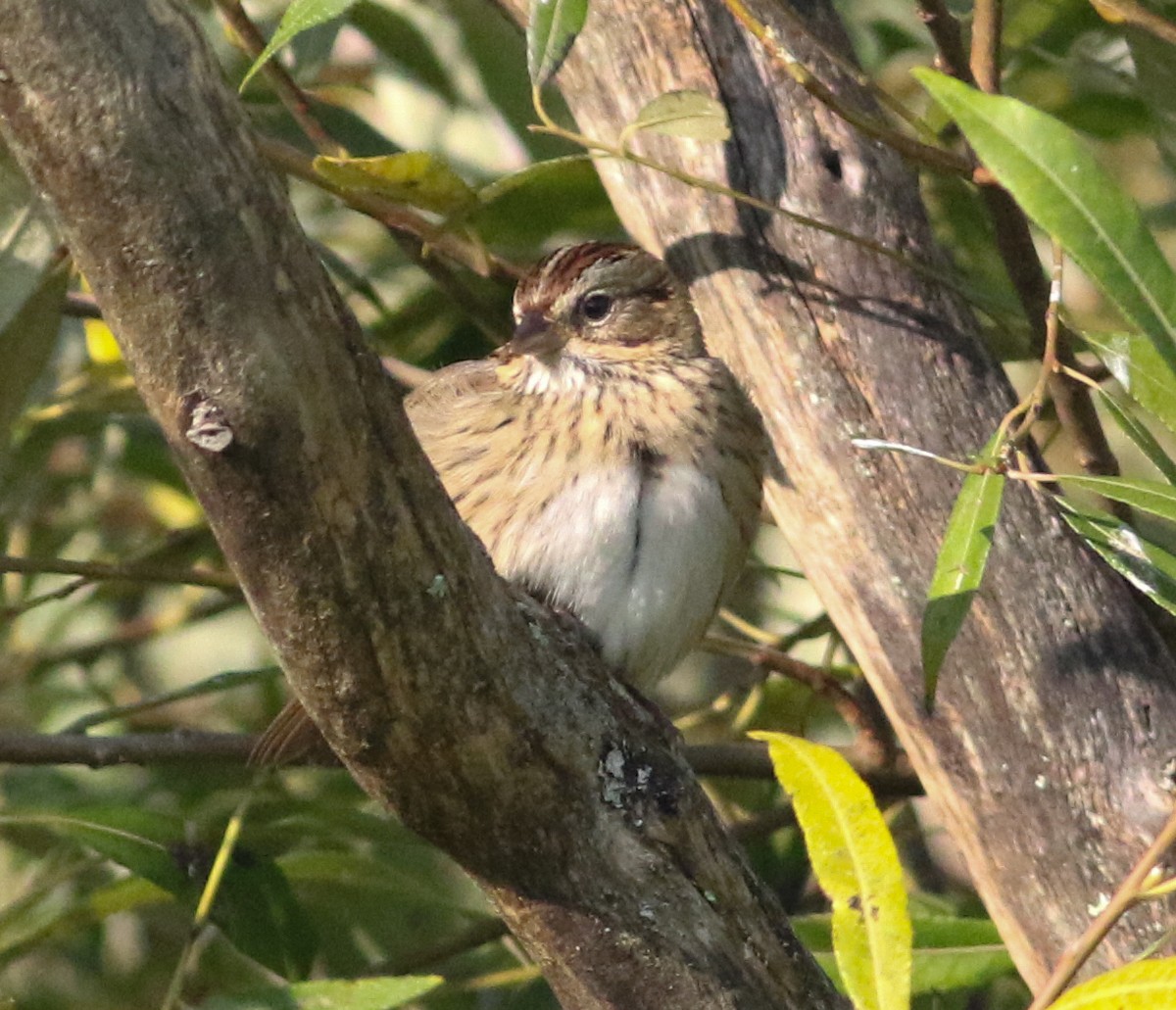 Lincoln's Sparrow - ML623782135