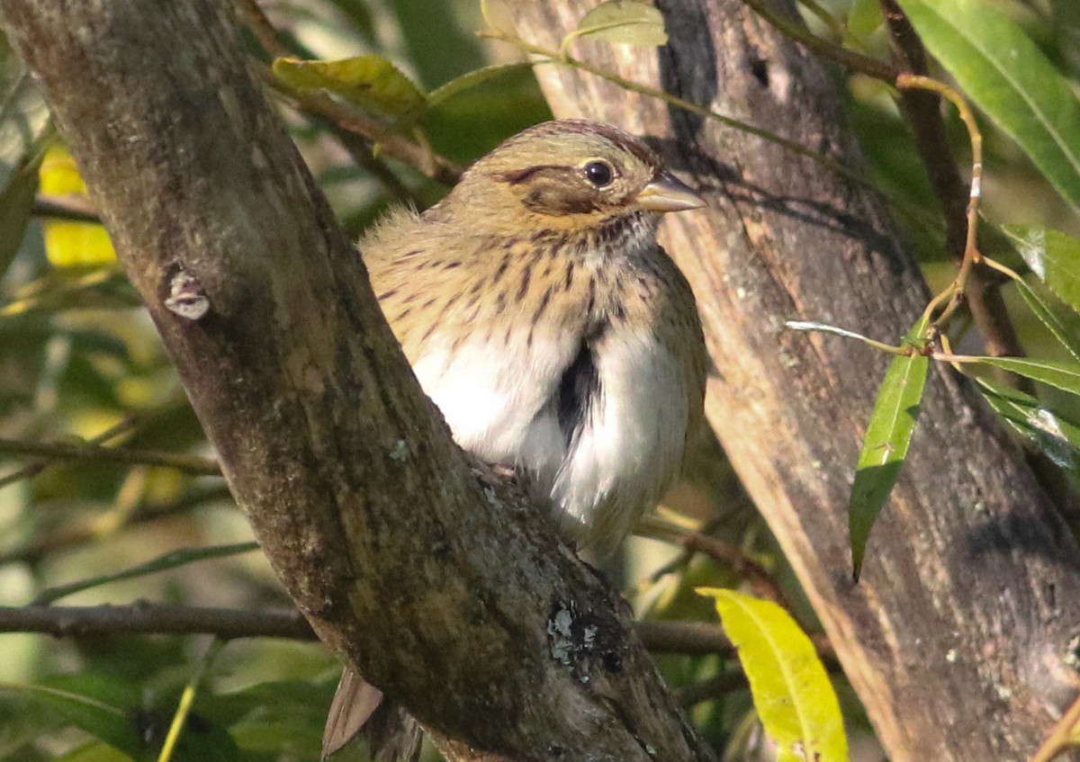 Lincoln's Sparrow - ML623782136