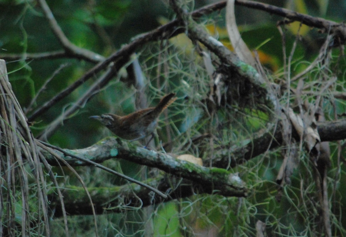 Cabanis's Wren - ML623782141