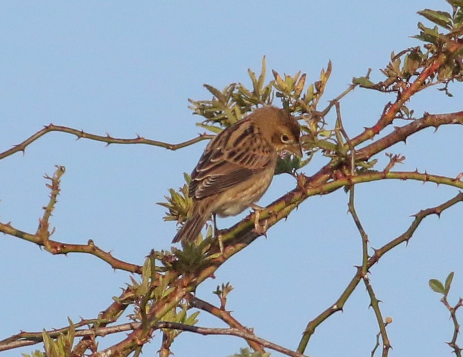 Dickcissel - ML623782154