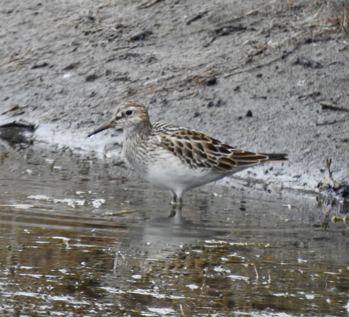 Graubrust-Strandläufer - ML623782164