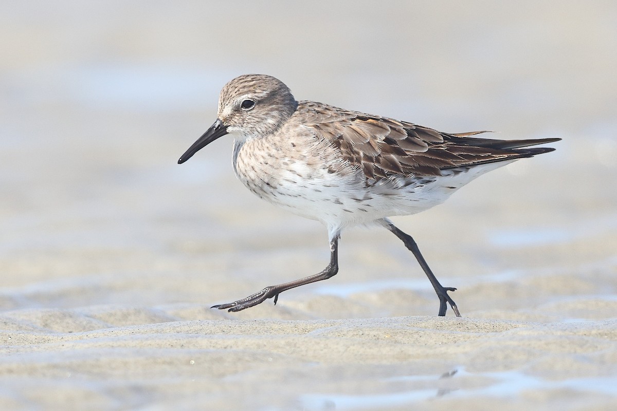 Weißbürzel-Strandläufer - ML623782175