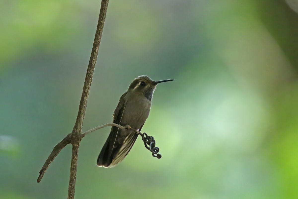 Amethyst-throated Mountain-gem (Amethyst-throated) - ML623782176