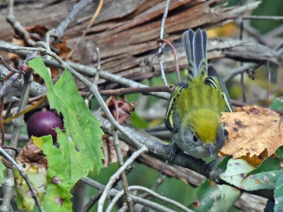 Chestnut-sided Warbler - Joel McNeal