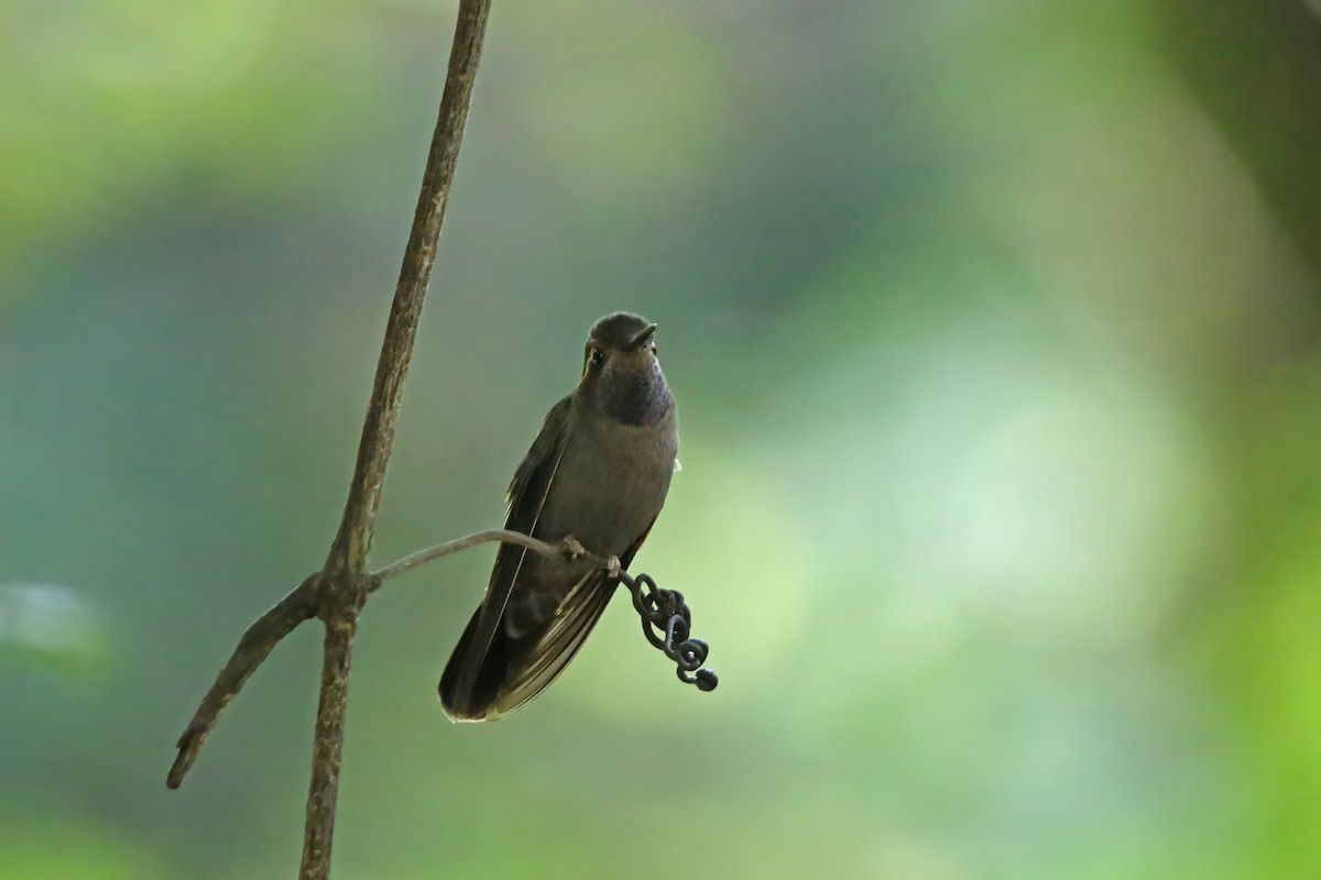 Amethyst-throated Mountain-gem (Amethyst-throated) - ML623782194