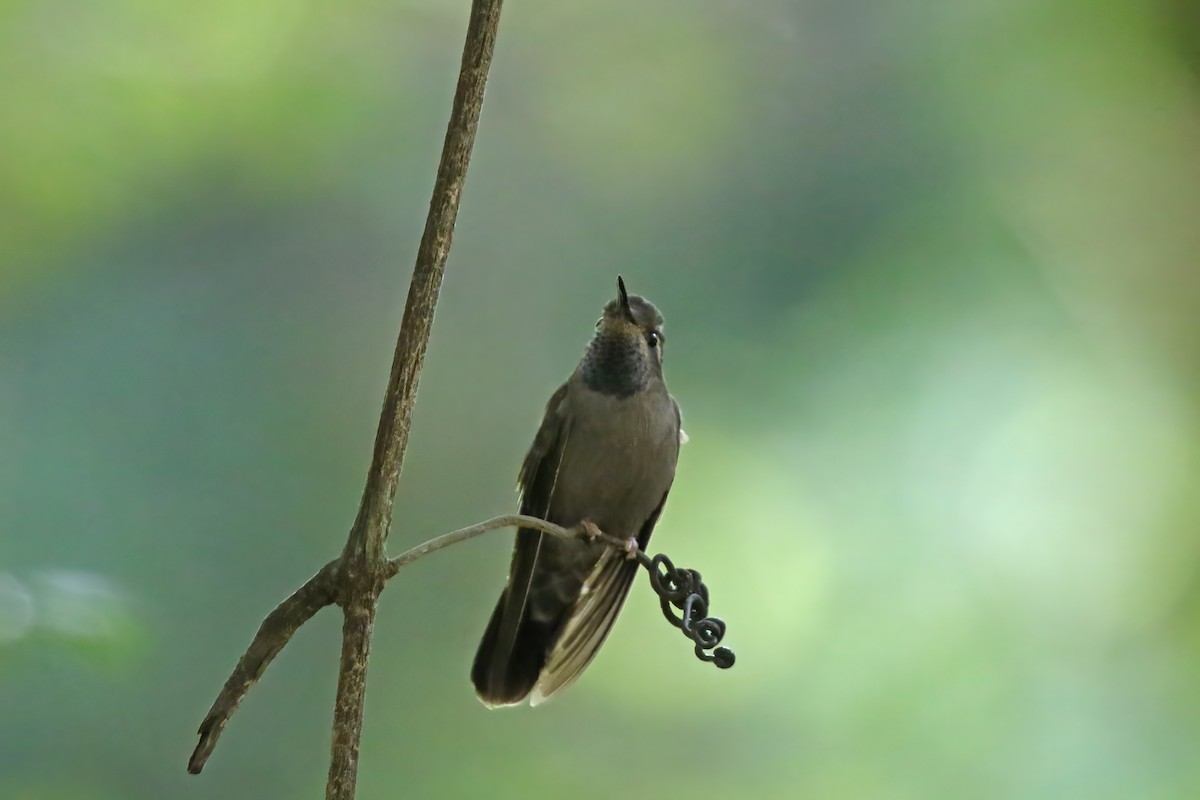 Amethyst-throated Mountain-gem (Amethyst-throated) - Greg Scyphers