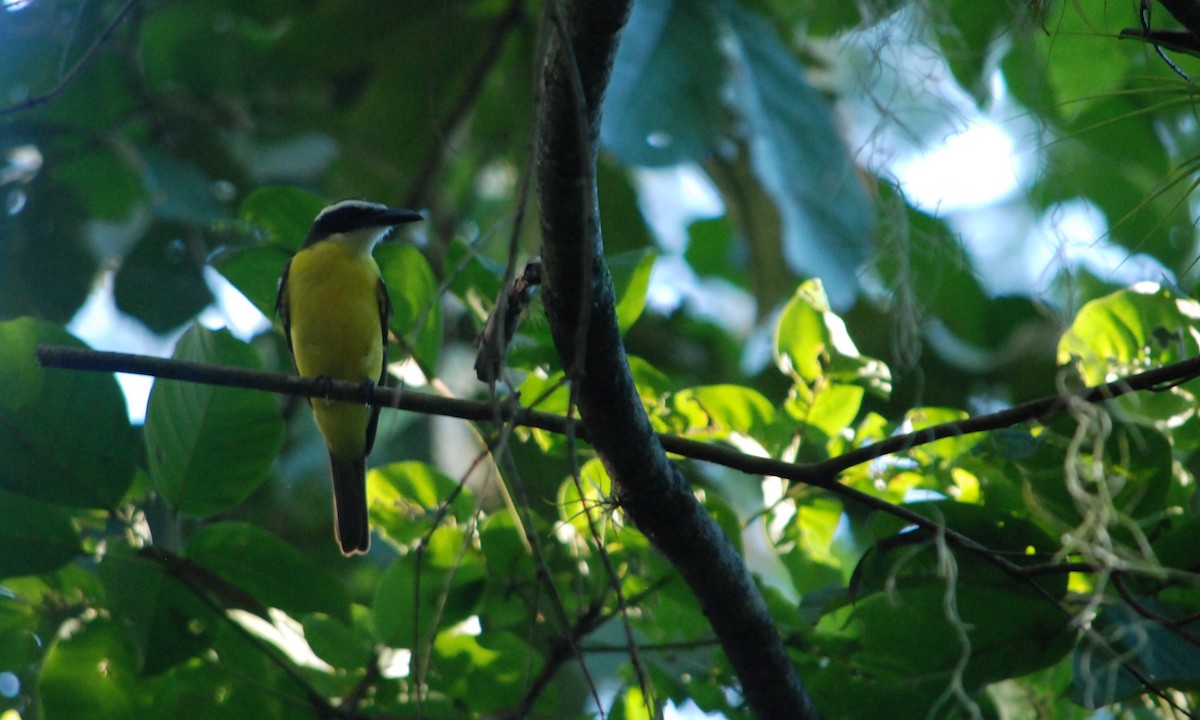 Boat-billed Flycatcher - ML623782212