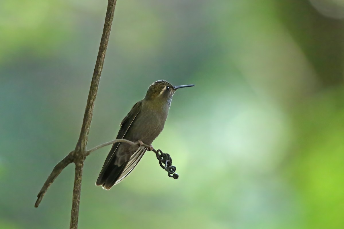 Amethyst-throated Mountain-gem (Amethyst-throated) - ML623782214