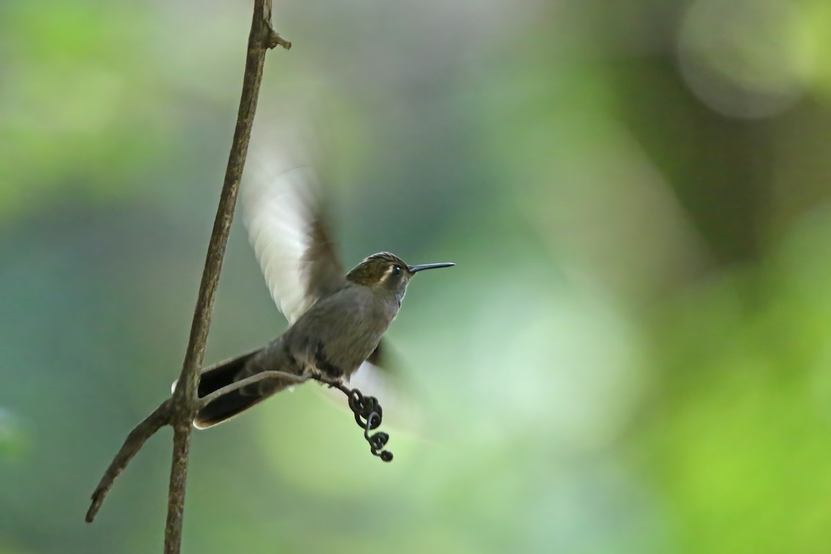 Amethyst-throated Mountain-gem (Amethyst-throated) - ML623782215