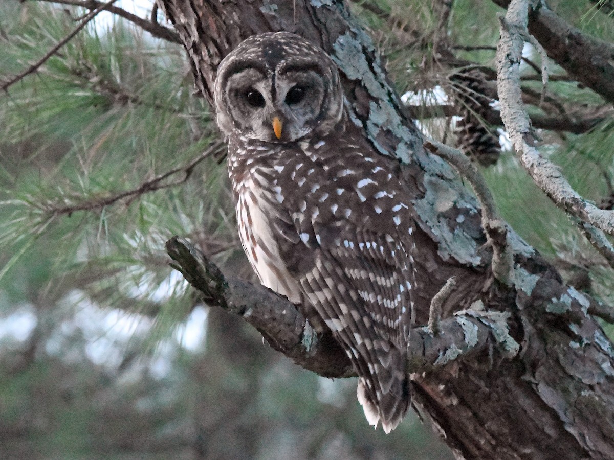 Barred Owl - ML623782228