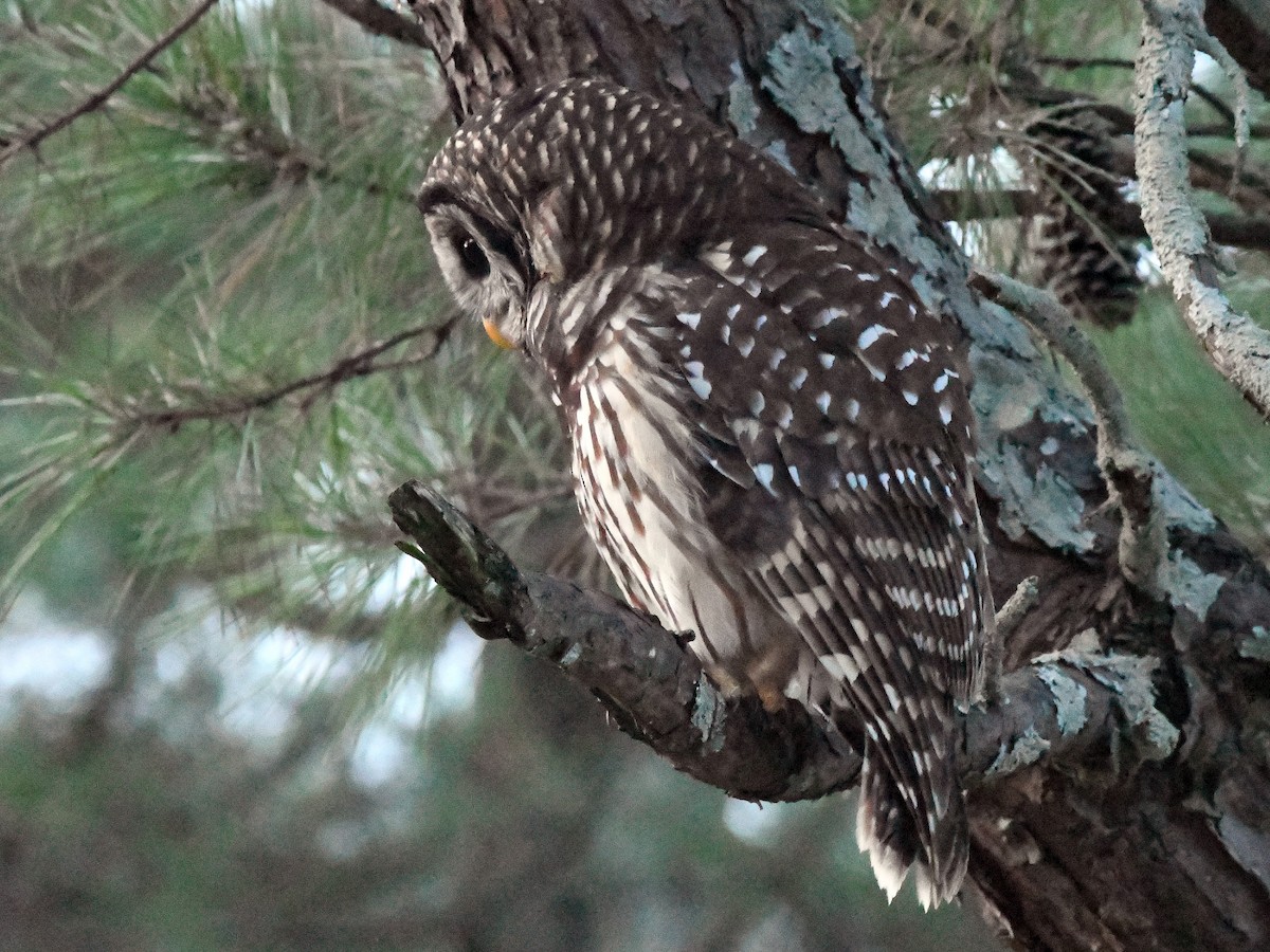 Barred Owl - ML623782229