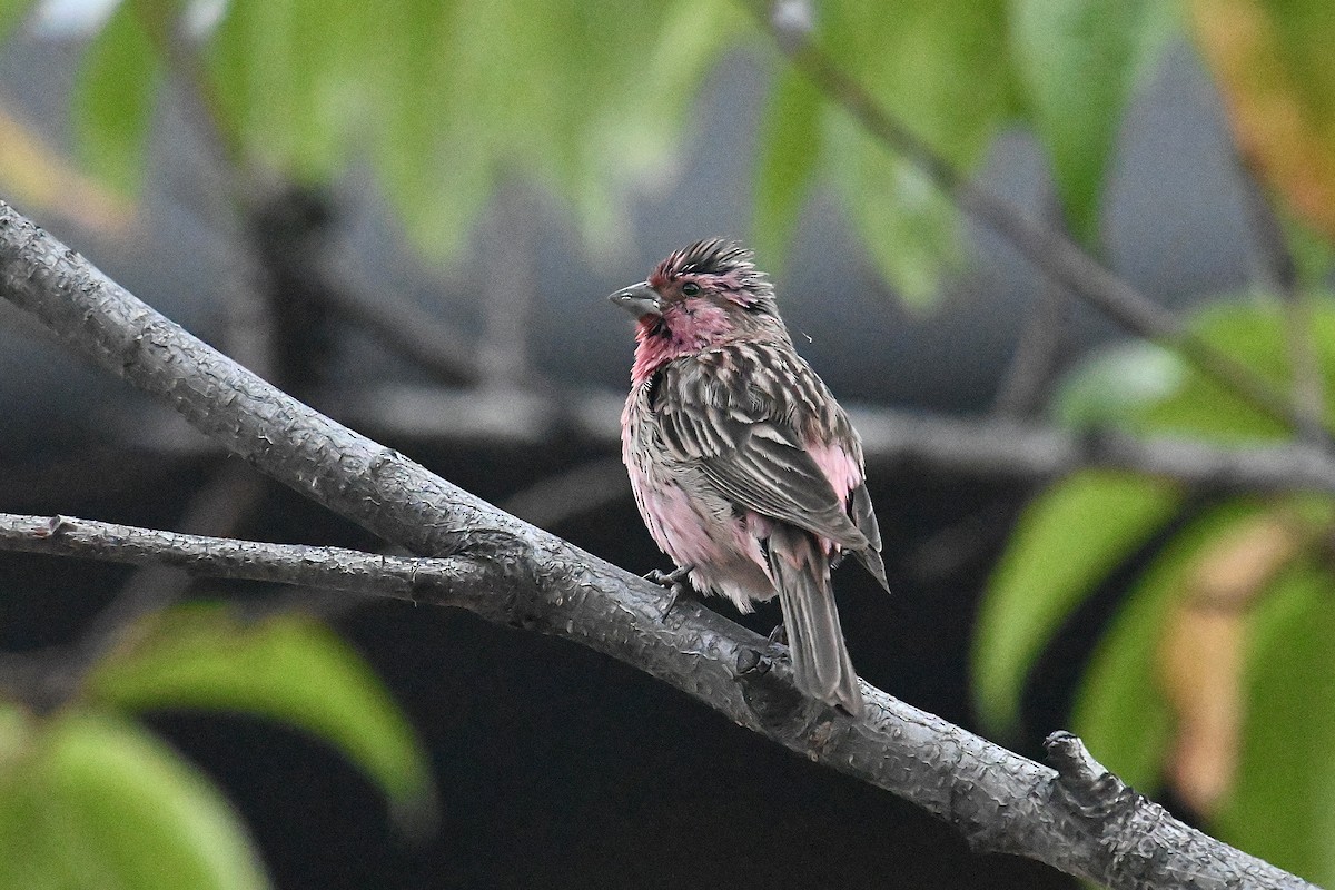 Pink-rumped Rosefinch - ML623782233