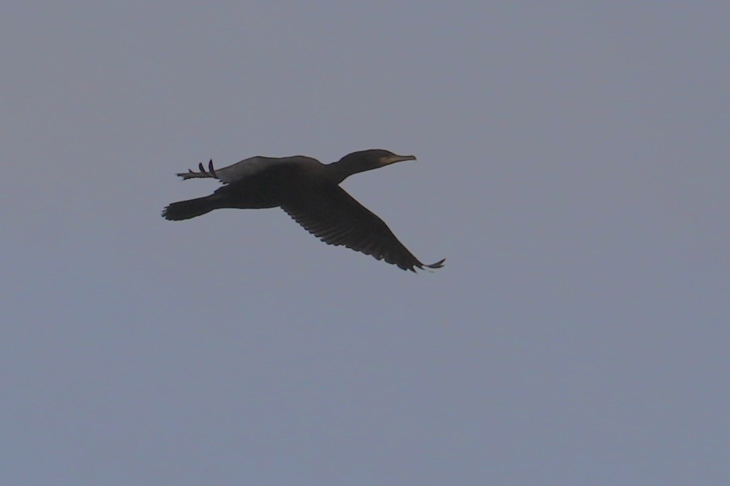 Double-crested Cormorant - ML623782234