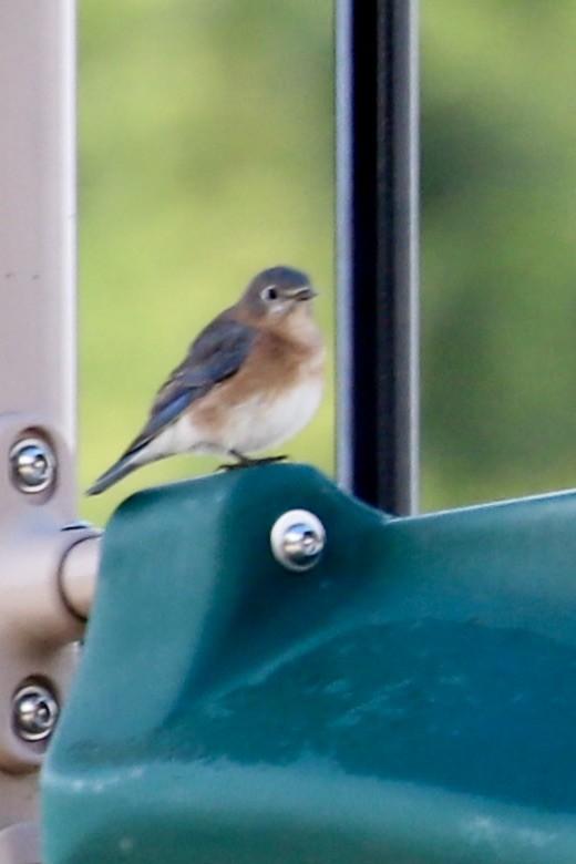 Eastern Bluebird - ML623782250