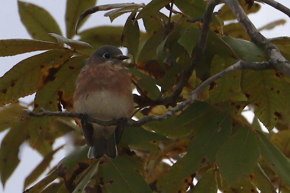 Eastern Bluebird - ML623782251