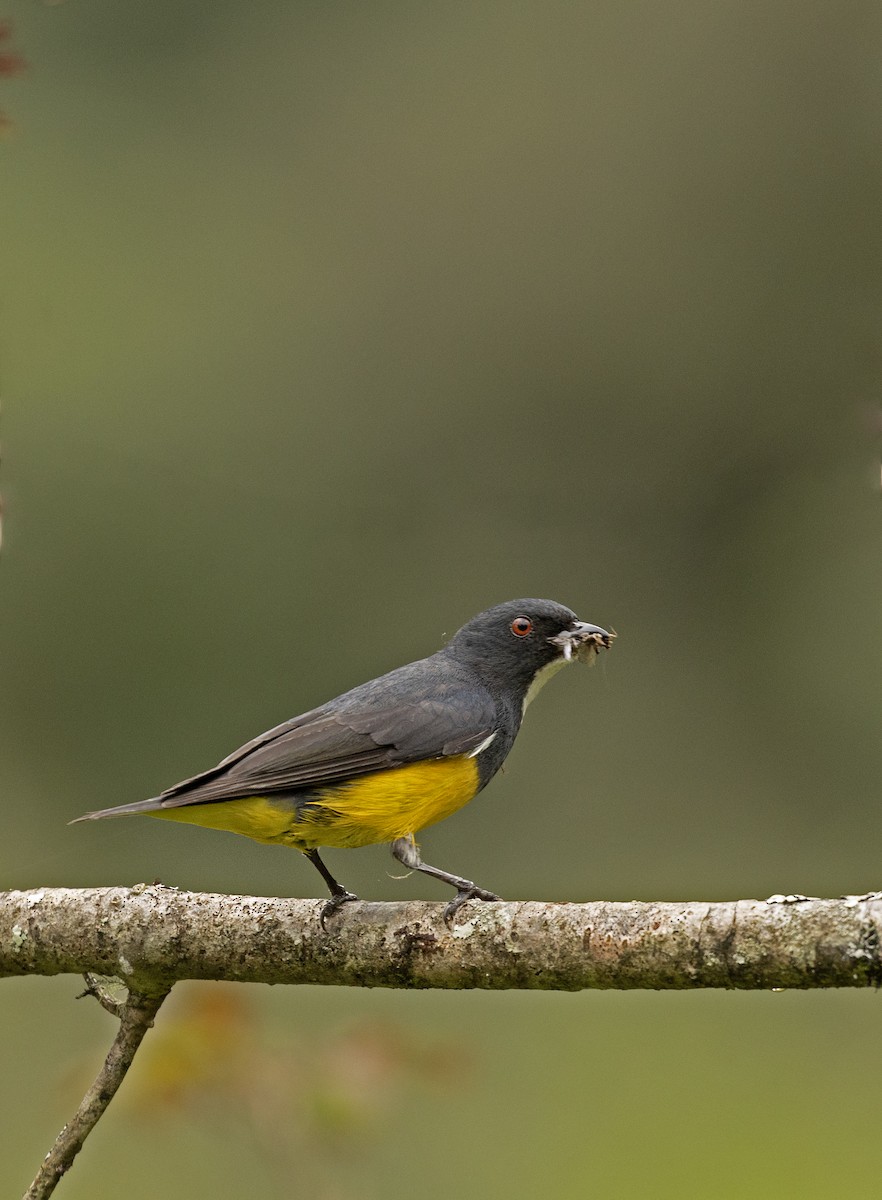 Yellow-bellied Flowerpecker - ML623782260