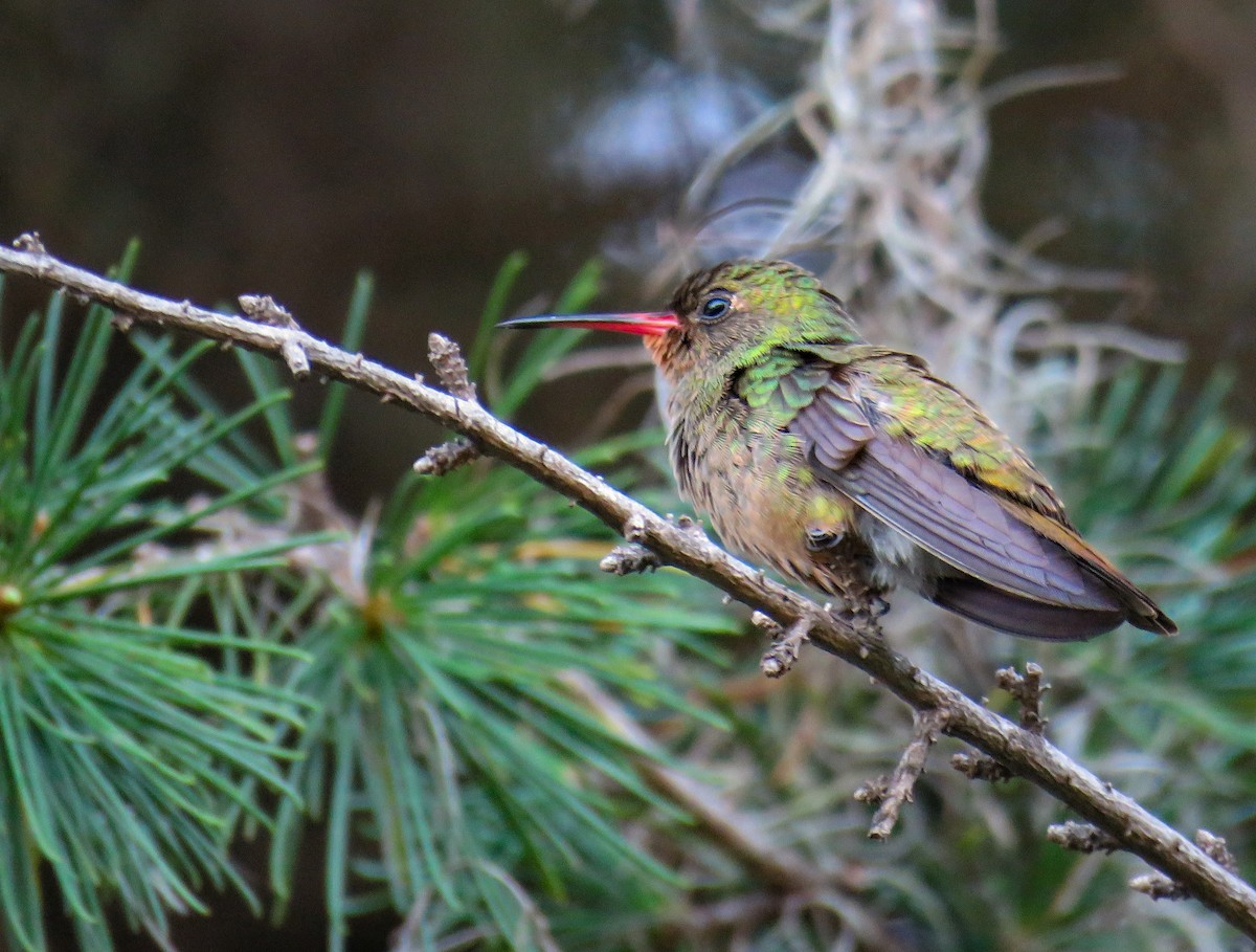 Gilded Hummingbird - ML623782274