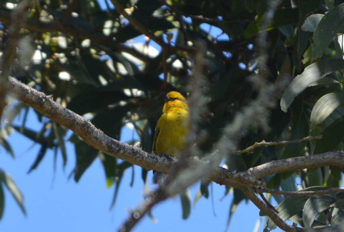 šatovník Wilsonův - ML623782279