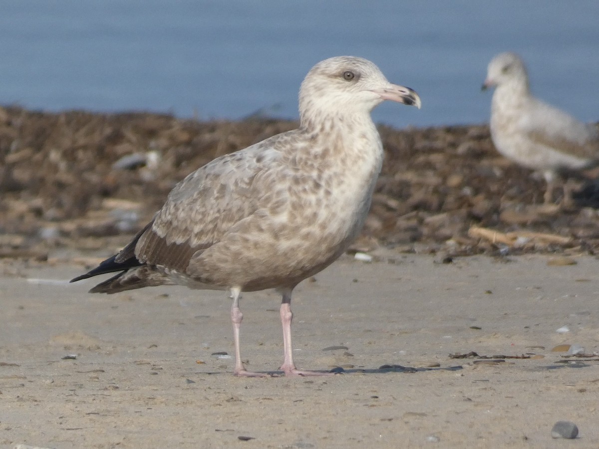 Herring Gull - Steph Foraker