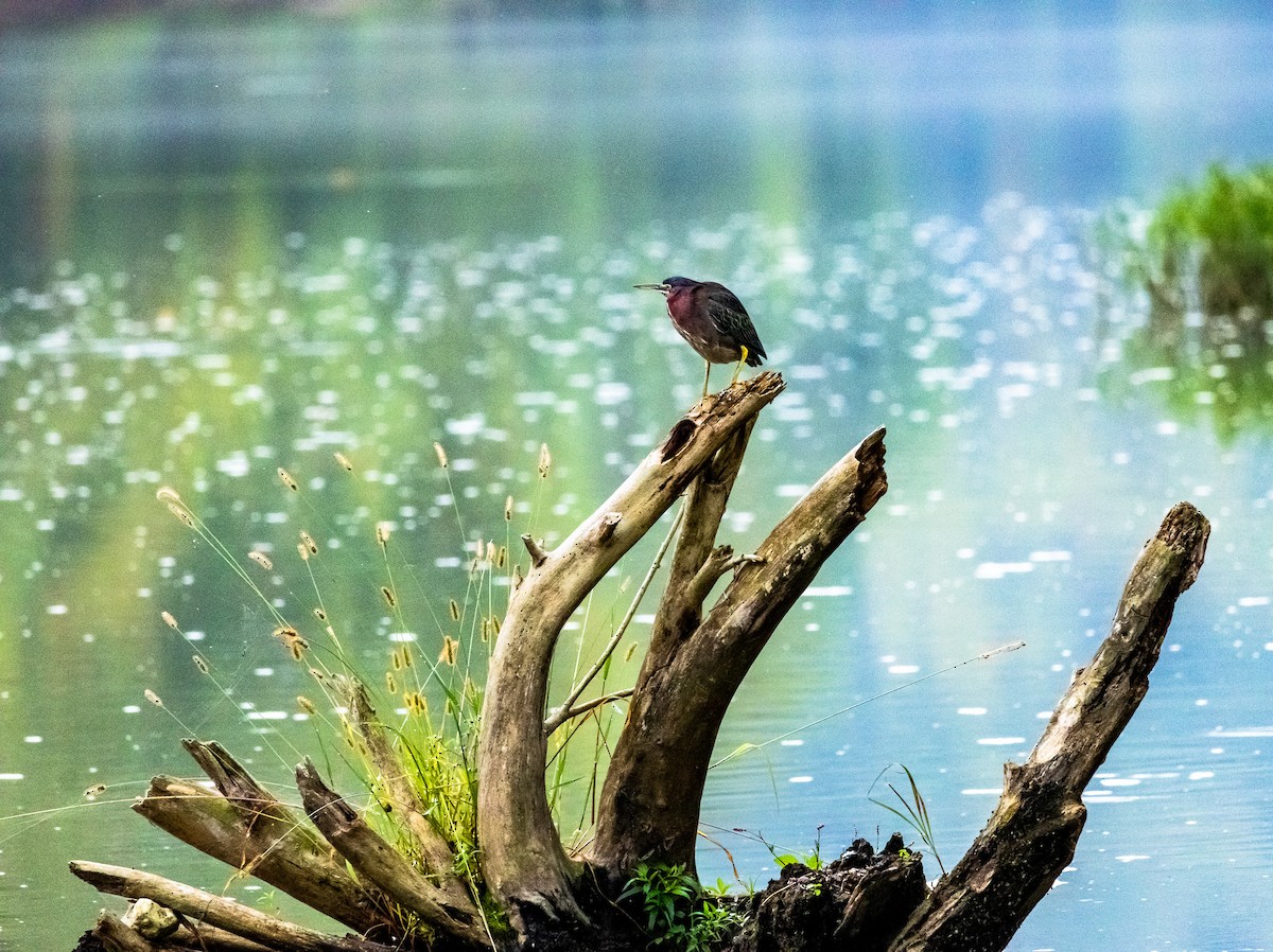Green Heron - ML623782309