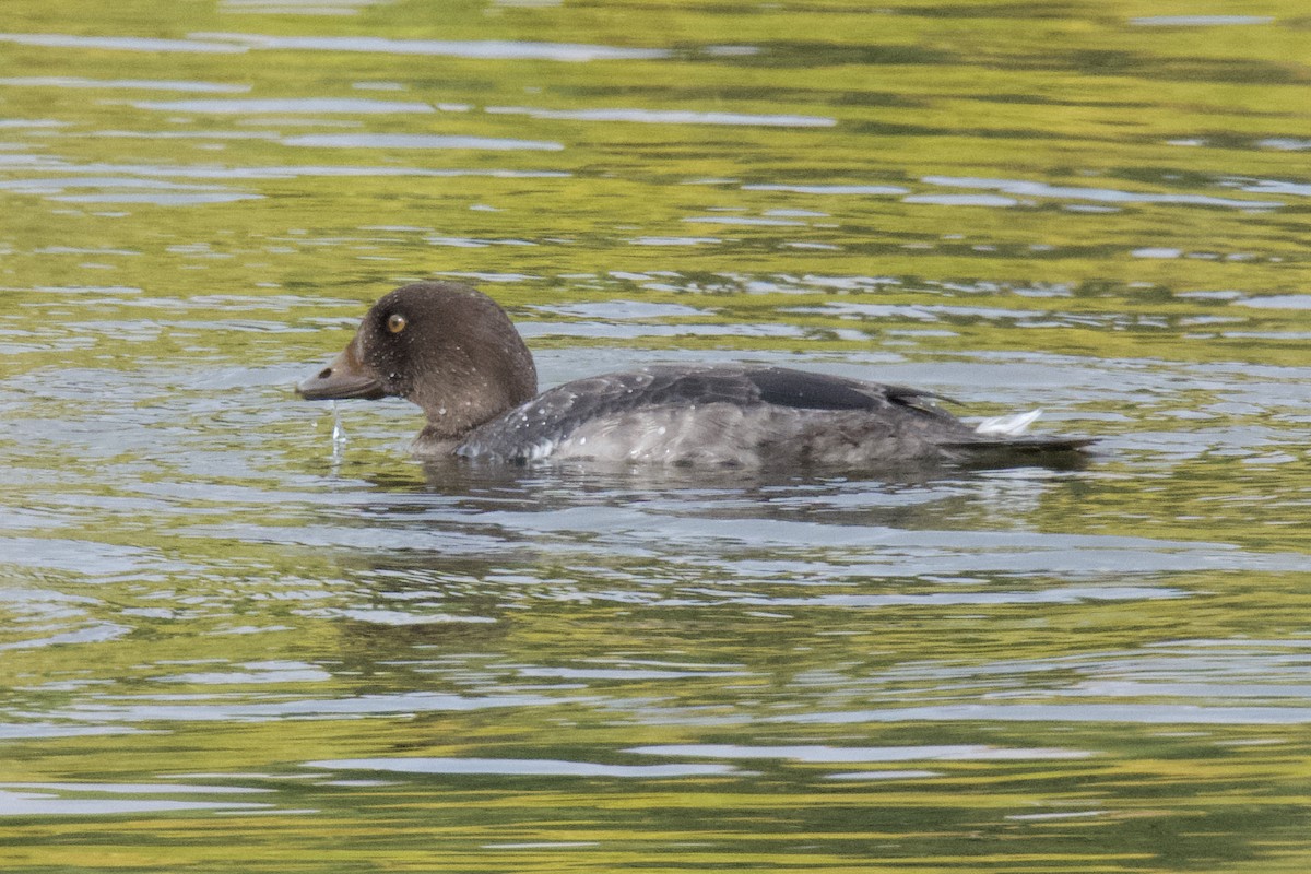 Greater Scaup - Eric Bischoff