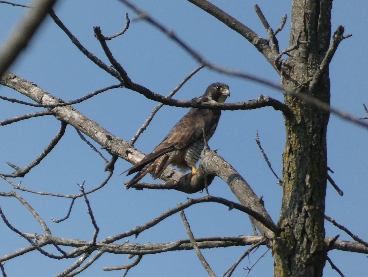 Peregrine Falcon - ML623782341