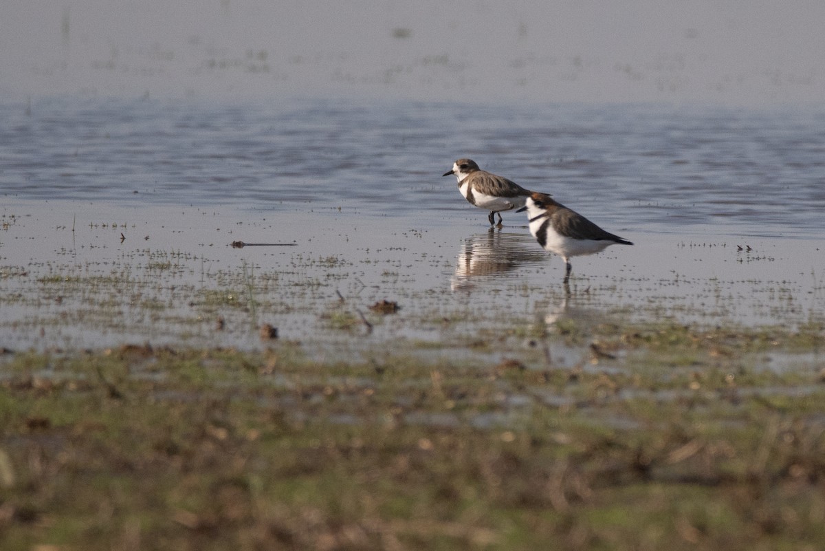 Two-banded Plover - Pablo Re