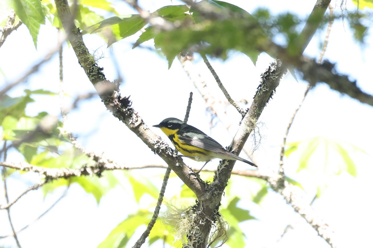 Magnolia Warbler - ML623782365