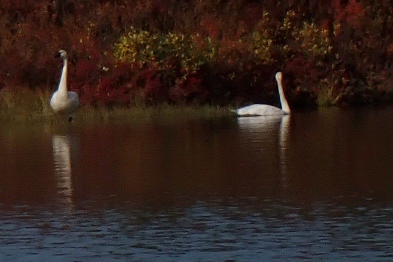 Tundra Swan - ML623782376