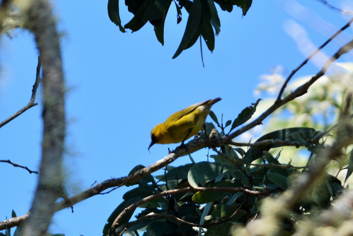 šatovník Wilsonův - ML623782379