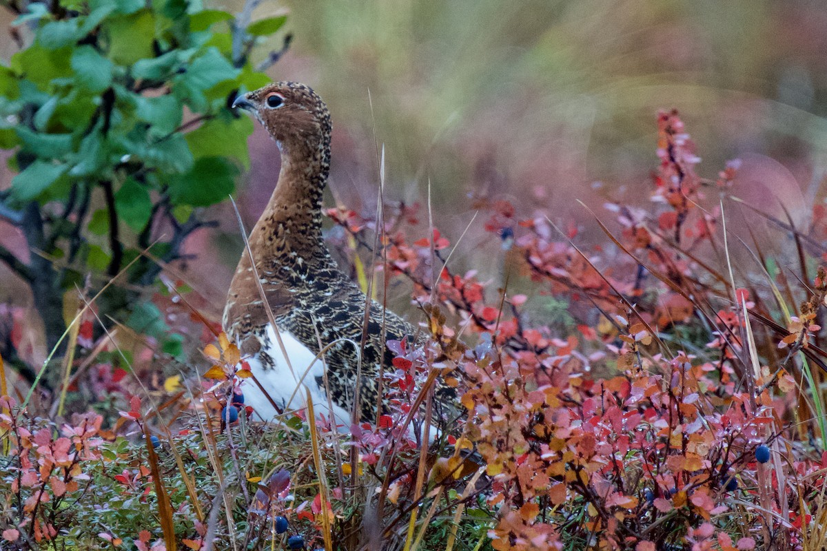 Willow Ptarmigan - Eric Bischoff