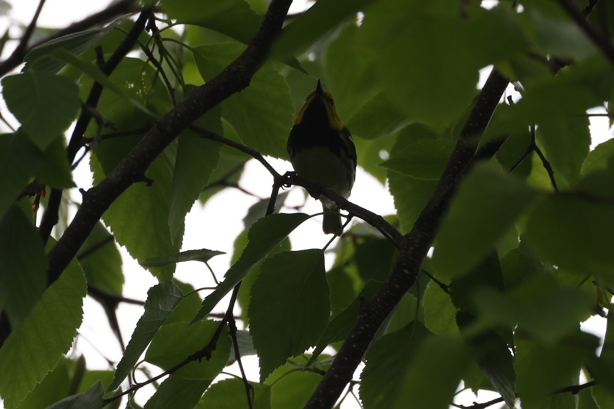 Black-throated Green Warbler - ML623782411