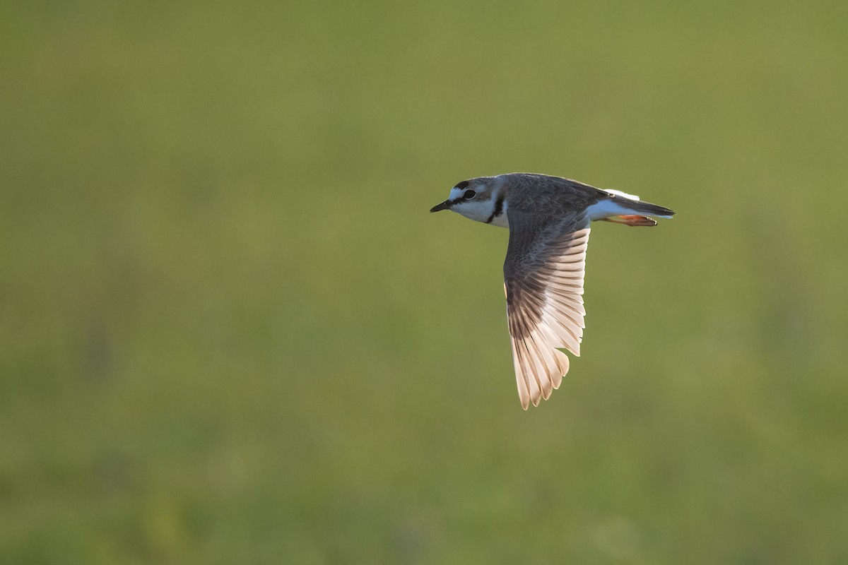 Collared Plover - ML623782417