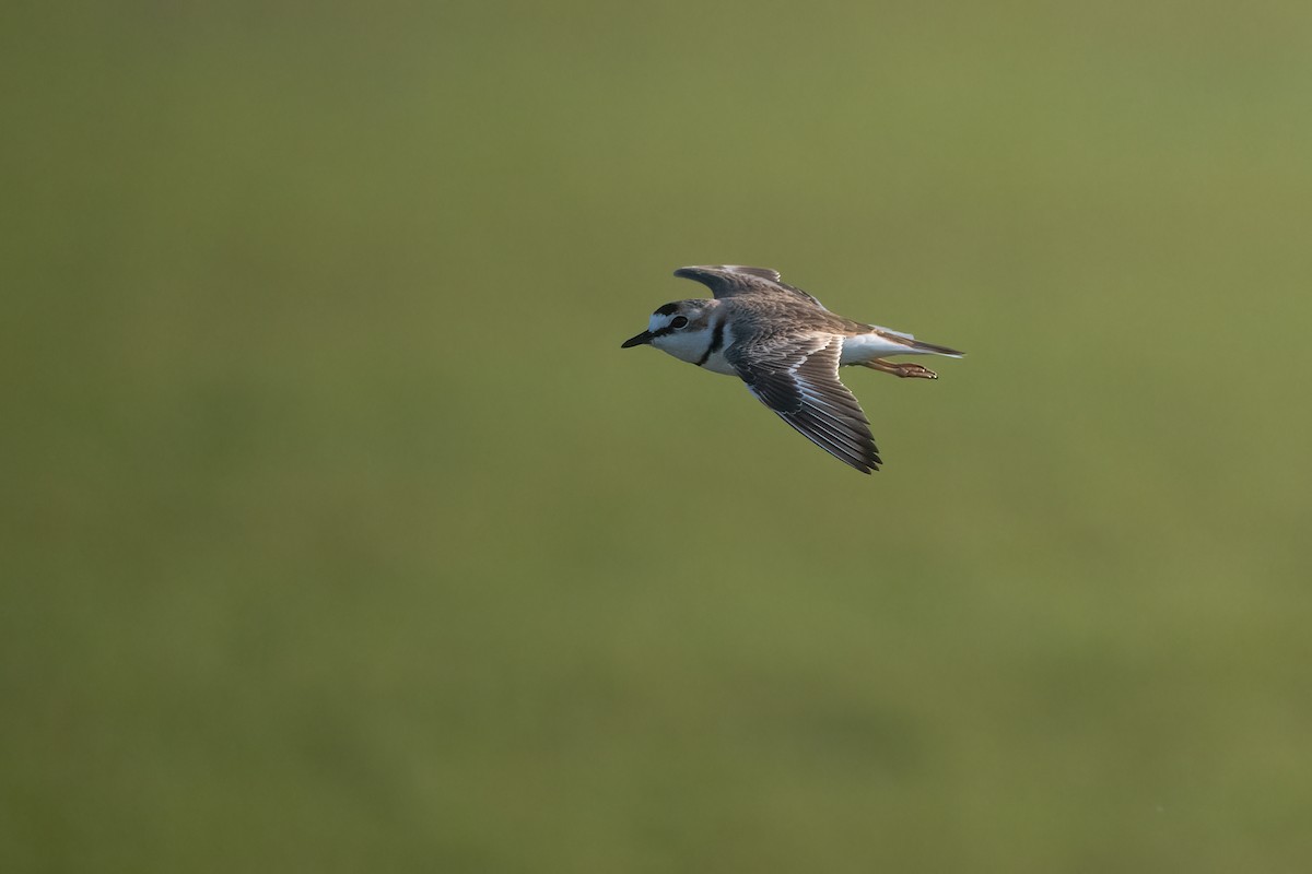 Collared Plover - ML623782418