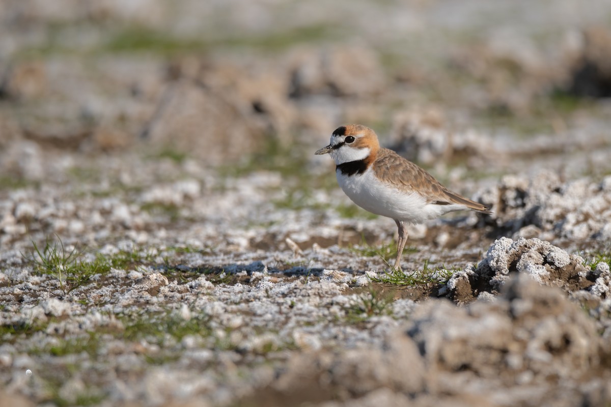 Collared Plover - ML623782420