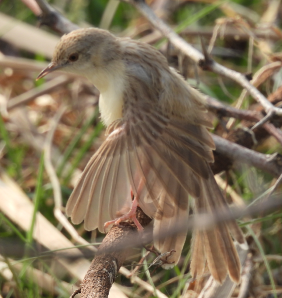 Delicate Prinia - Shashikiran Ganesh