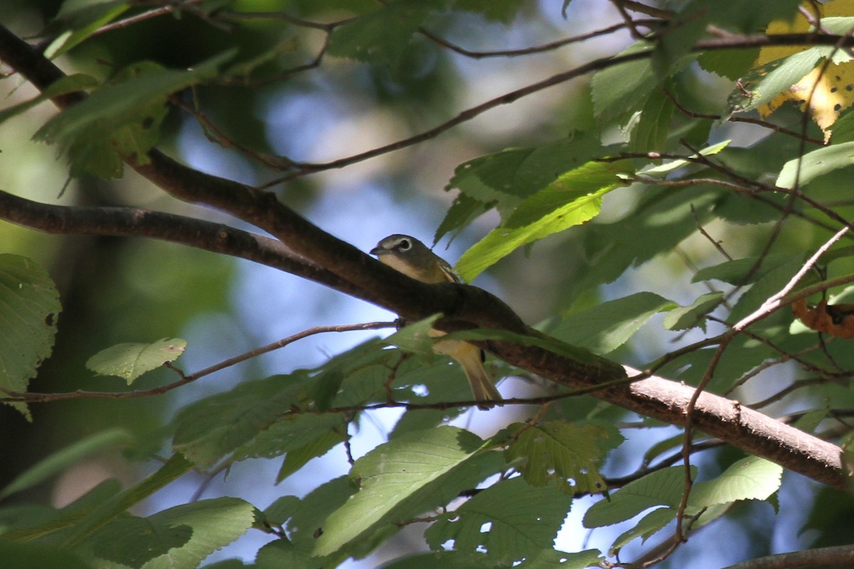 Blue-headed Vireo - ML623782434