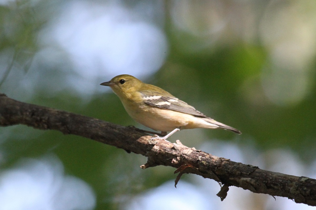 Bay-breasted Warbler - ML623782446