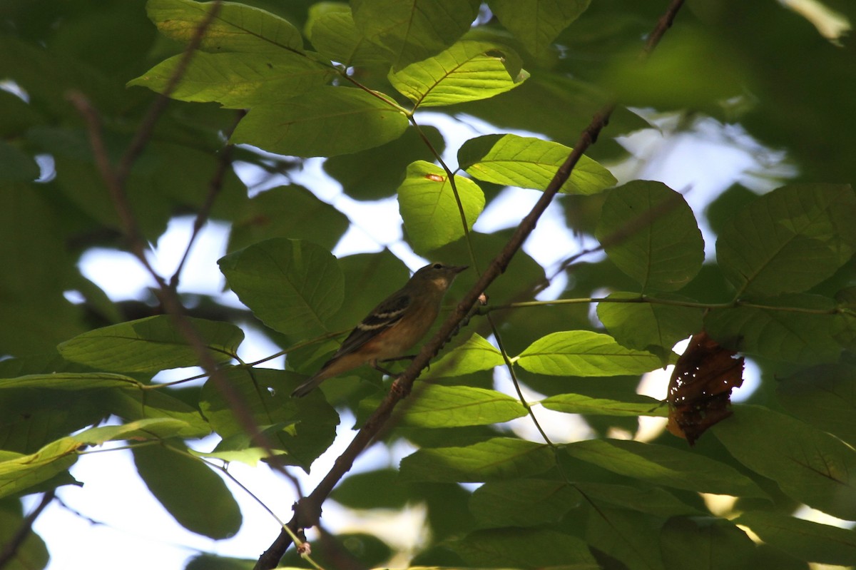 Bay-breasted Warbler - ML623782447