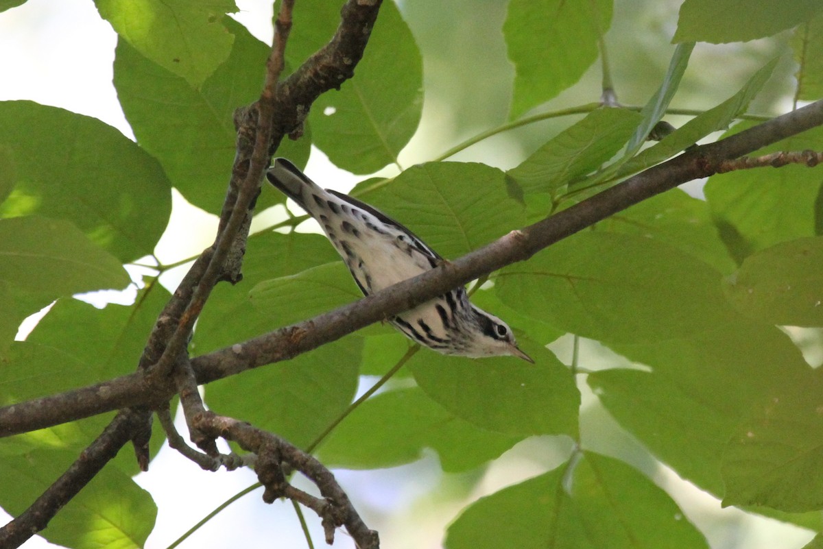 Black-and-white Warbler - ML623782455