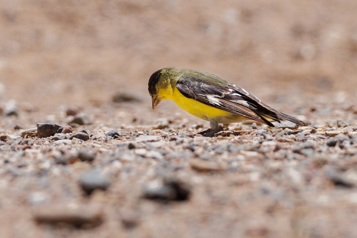 Lesser Goldfinch - André Turcot