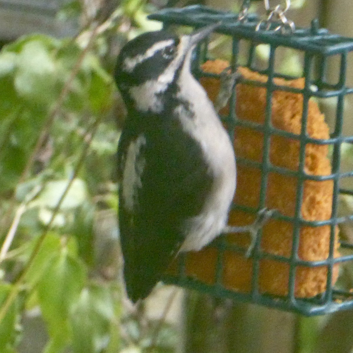 Downy Woodpecker - ML623782476