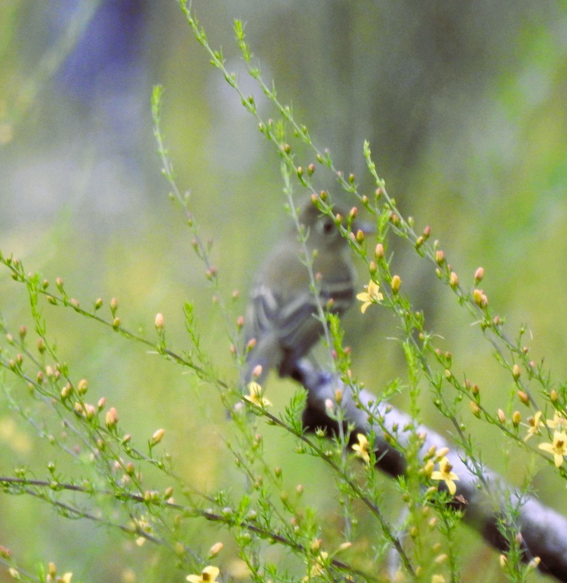 Empidonax sp. - ML623782477