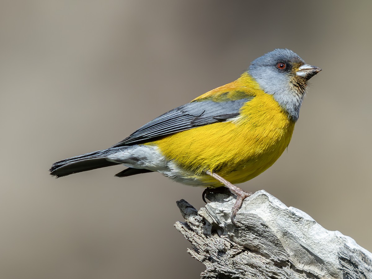 Patagonian Sierra Finch - ML623782504