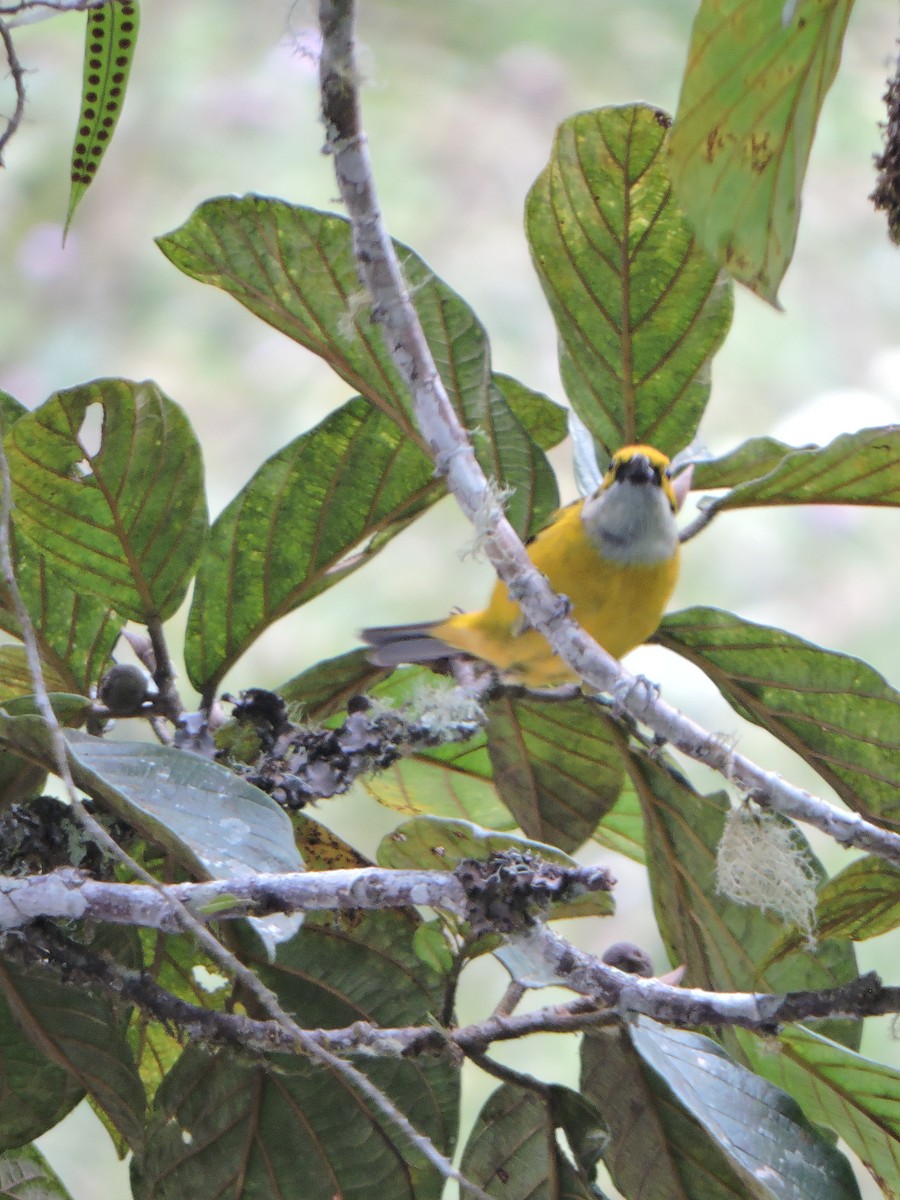 Silver-throated Tanager - ML623782534