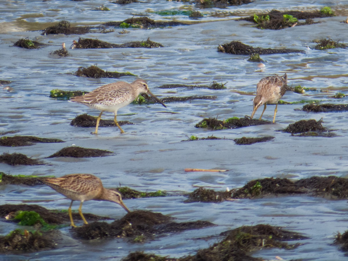 kortnebbekkasinsnipe - ML623782568