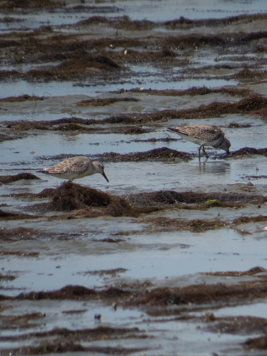 polarsnipe - ML623782573