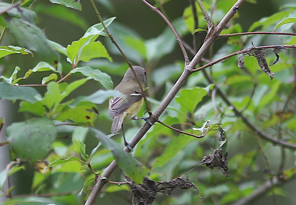 Bell's Vireo - ML623782576