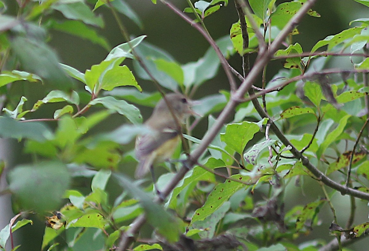 Bell's Vireo - ML623782580